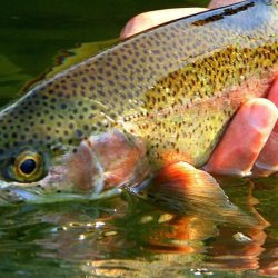 Trout Hunters avatar